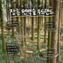 황산청소년문화의집 | 전남 장흥 가볼 만한 곳 편백숲 우드랜드