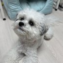 펫비즈 | 반려동물 목걸이 추천ㅣ강아지패션 완성하는 핸드메이드 비즈 목걸이 후기