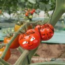 수화농장 이미지