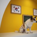 킨더퍼피 이미지