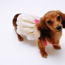 멋내는 강아지 이미지