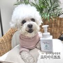 멍털연구소 | 산책후 강아지샴푸로 발씻긴다고요? 강아지발세정제로 뽀송하게!