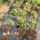 원북농장 이미지