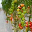 수직 토마토 재배 : 더 적은 공간에서 더 많은 수확량을 얻는 현대적인 방법 이미지