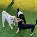 파브 퍼피 이미지