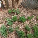 잦나무목장 이미지