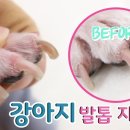 도그원 이미지
