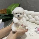 미니마리수원 이미지