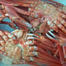 울진대게 이미지