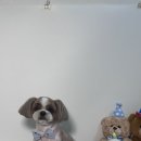 펫아뜰리에
