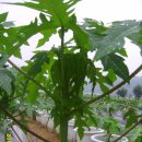 몽키바나나 이미지