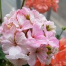 그래도 꽃 이미지