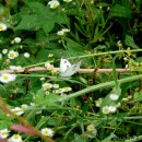 07.11 대만흰나비 이미지