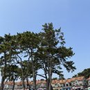 대왕암공원 | 3월 28일자 울산 대왕암공원 다녀온 후기 출렁다리부터 벚꽃까지 봄나들이