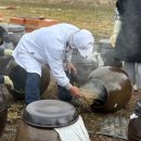 지푸라기농장 | 창원 동읍 다호마을 장담그기 체험 후기 | 전통 된장 담그는 법, 예약 방법 총정리