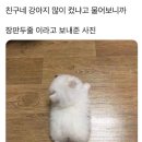 친구네 강아지 많이 컸냐고 물어보니까 장판 두줄 이라고 보내준 사진 이미지