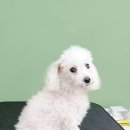 소우주 애견미용실 이미지