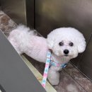 설뭉치 | [경기 하남시/덕풍동] 미사 강아지 미용실 설뭉치/애견 미용실 추천/비숑 미용/푸들미용