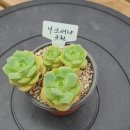 온정원