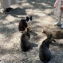 고양이라좋은날 | 남한산성 야외 고양이카페 몽쥬이에 🐱 날씨 좋은 날 데이트 후기