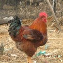 양평농장 이미지