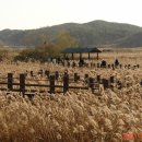 갈대습지공원 이미지