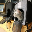 24시 글로리 동물병원 이미지