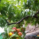 산골복숭아농장 이미지