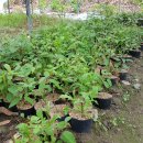 방우농장 이미지