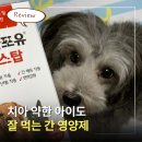 트러스티 코리아 | 강아지 간 영양제 추천, 아나포유 옥스탑 으로 강아지 간수치 관리