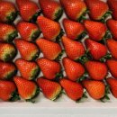 (주)힐링팜 이미지