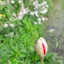 도송리병풍마을 이미지