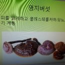 약초와산이야기 - 홍천군 | 약초와산이야기