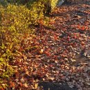 해 질 녘 클래식 산책 이미지