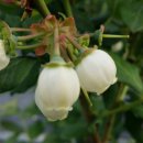 쌍치 농장 이미지