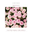 가정중앙시장(2) 이미지