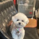 멍뭉이 쌀롱 이미지