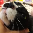 털찐댕댕이 이미지