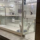 이든펫샵 이미지