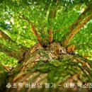 초록바람 이미지