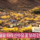 섬진강 봄물을 따라 산수유 꽃 보러 간 줄 알그라(조근호의 월요편지) 이미지