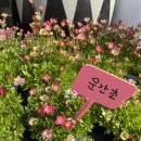 체리호프 이미지