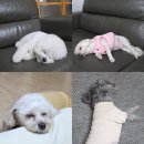 루이비독 | [퇴촌] 루이비독 애견카페｜대형 운동장 있는 반려견 힐링 스팟