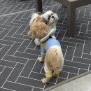 신나개 | [공지] 아르스웨이 제 1회 <신나개 콘서트> 후기 ㅣ공연,체험