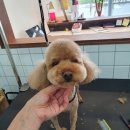 뽀숑뽀숑 이미지