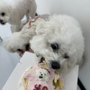 하이멍멍 이미지