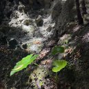 강가에서 | 오키나와 맛집 여행 외에 추천 코스 강가라 계곡 투어 후기