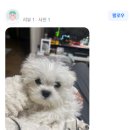 애니멀즈 강아지분양 고양이분양 대전점 | [Animals] 대전 강아지분양 대전 고양이 분양은 애니멀즈에서