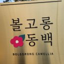 위미동백군락 | 제주여행 2일차 - 위미항 위미 웨이 위미보도교,위미국밥