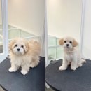 해맑은 애견미용 이미지